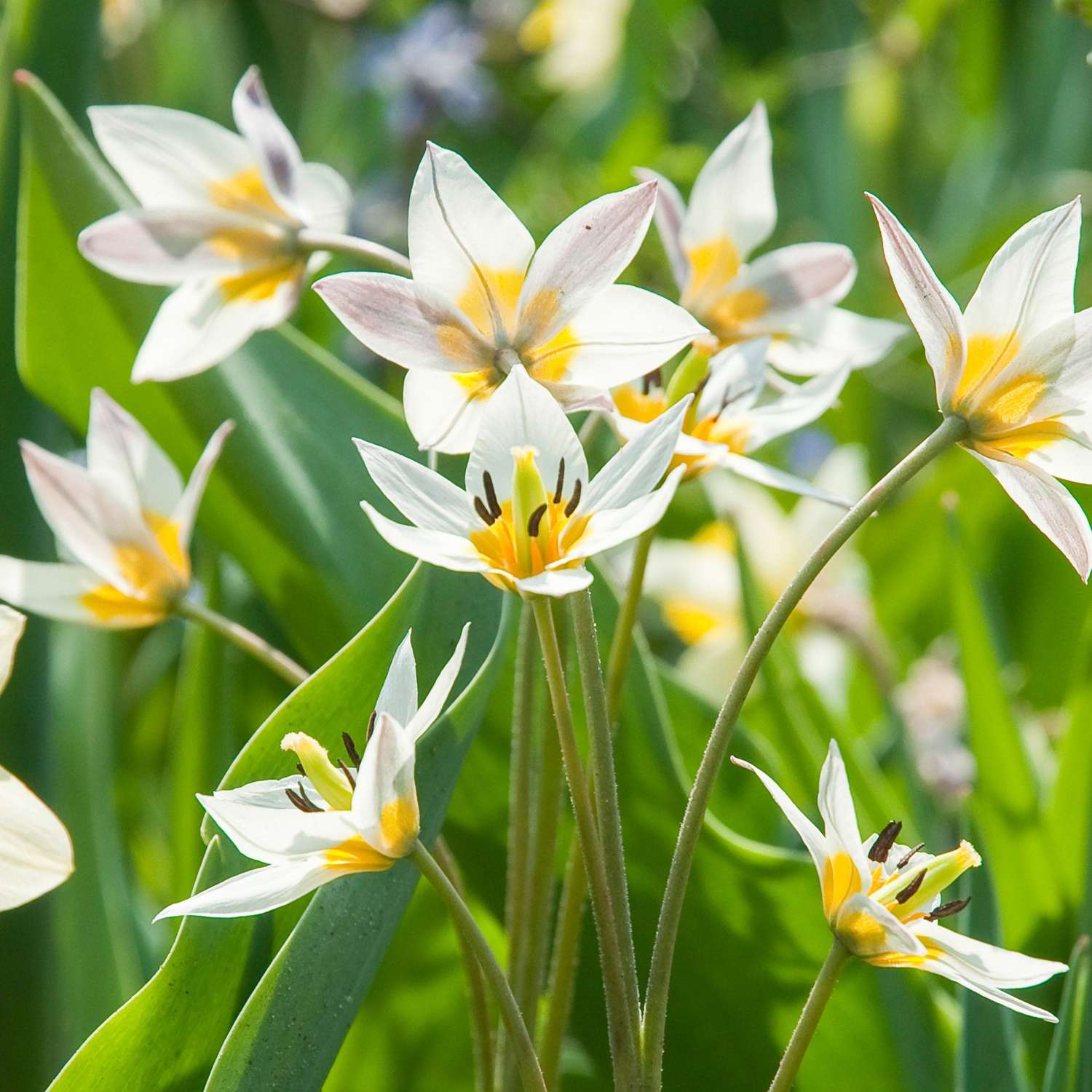 Botaaninen tulppaani 'Turkestanica'